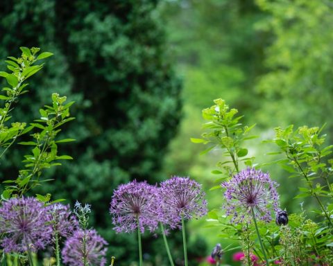 purple petaled flowers