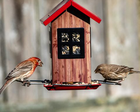 brown bird on red wooden bird house