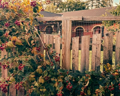 Blackberry vines grow over a rustic wooden fence.