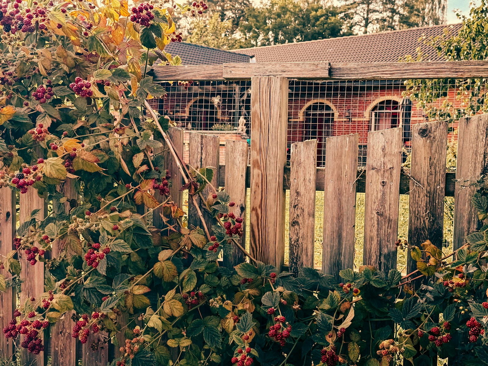 Blackberry vines grow over a rustic wooden fence.