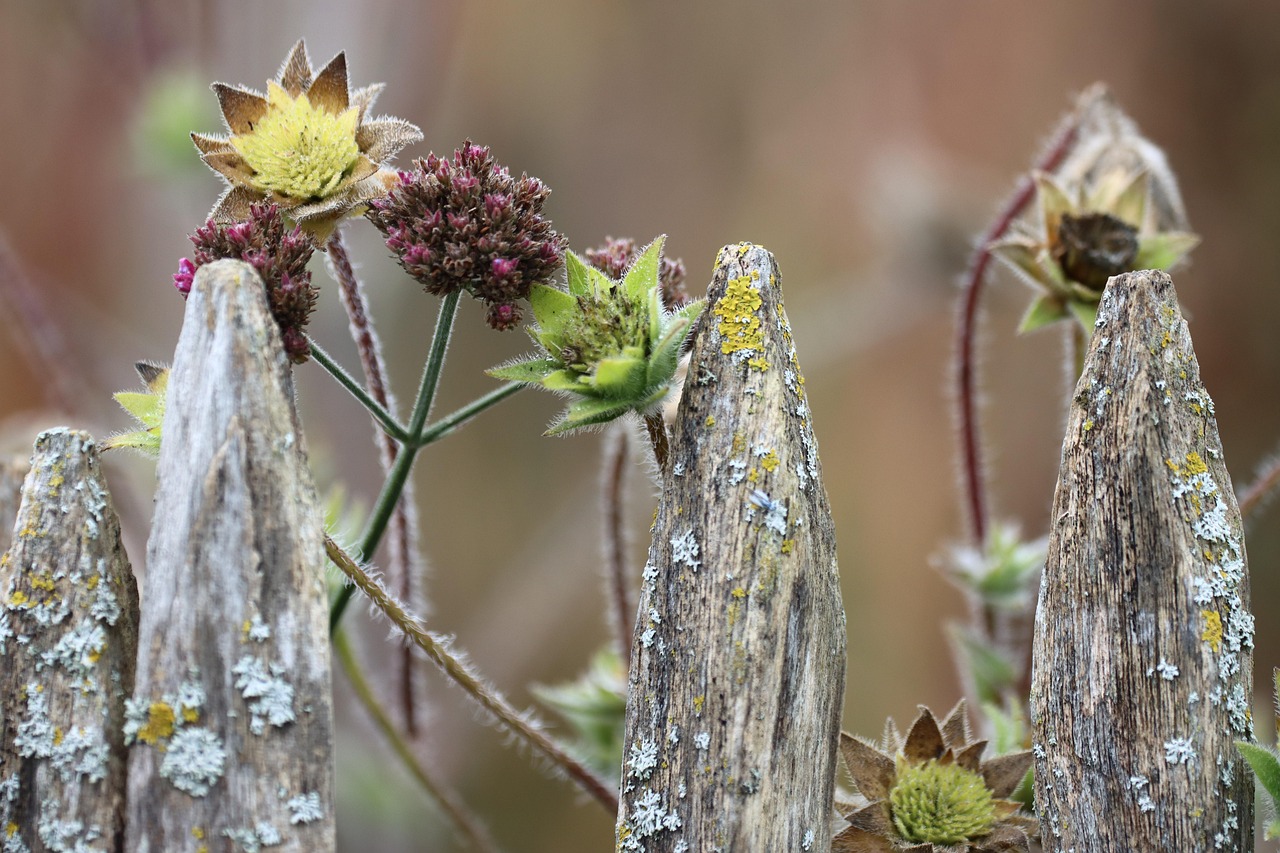 Kleurrijke herfstbloemen in een Nederlandse tuinborder met asters en sedum